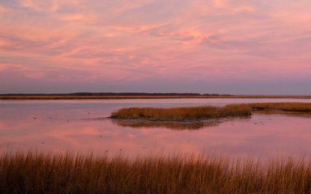 Coastal wetlands play a crucial role as a first line of defense against storm surges.