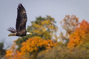 A bald eagle flying over some trees donning their fall colors.