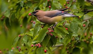 A brown and gold bird sitting in a tree eats red berries.