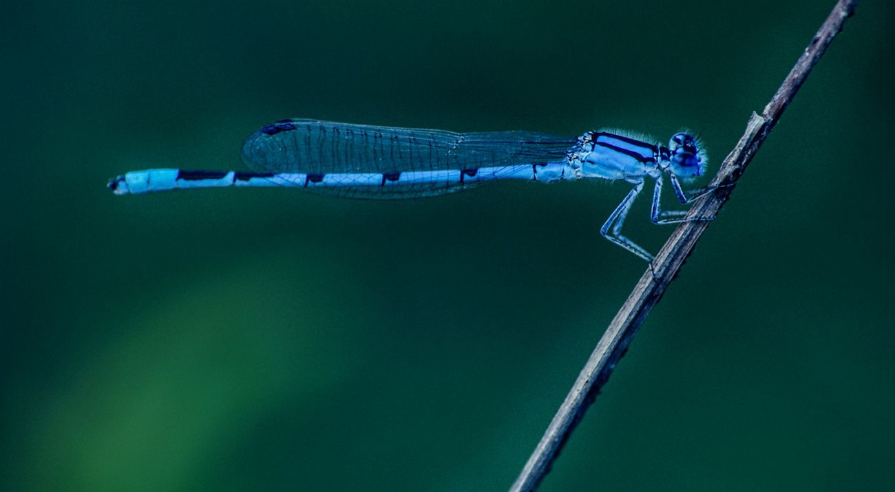 A common blue damselfly on a trig