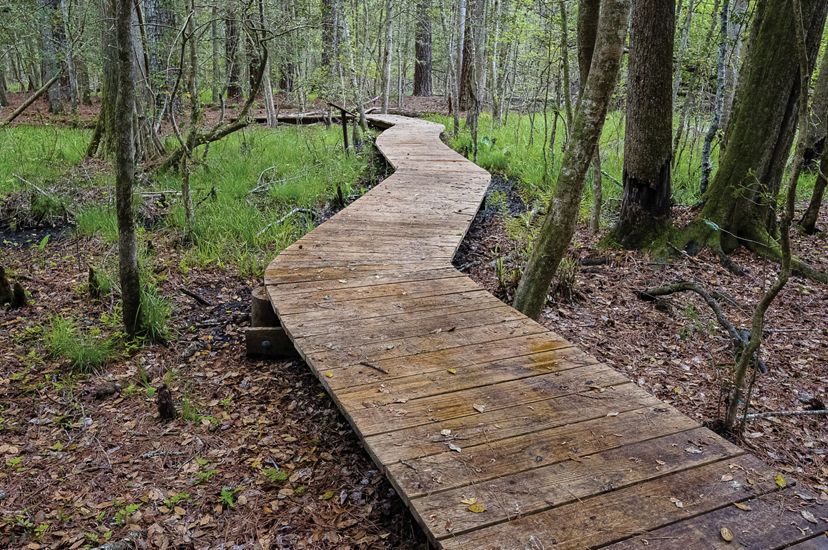 A wide, wooden walkway winds through the forest at Nassawango Creek Preserve.