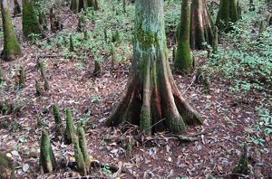 A leafy forest floor surrounds a knobby tree trunk.