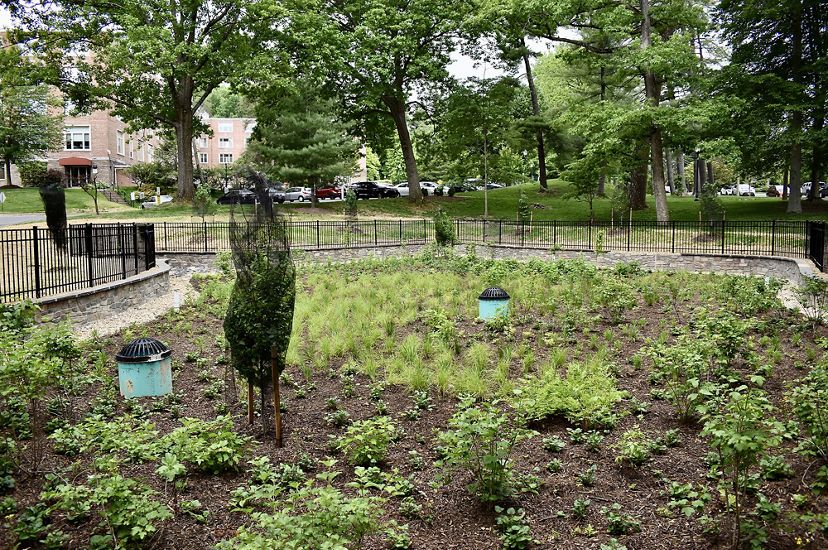 A newly planted rain garden sits in a fenced area below a suburban community parking lot. The garden is planted with low green shrubs and native grasses. 
