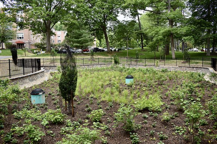 A newly planted rain garden sits in a fenced area below a suburban community parking lot. The garden is planted with low green shrubs and native grasses.