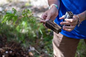 A seedling ready for planting on the Kona Hema Preserve.