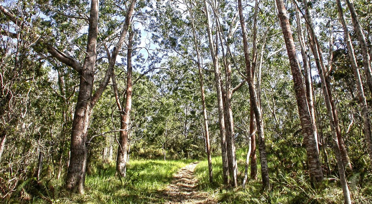 Trail leading through forest on a sunny day.