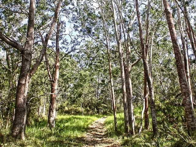 A sun-dappled trail with tall straight trees on either side.