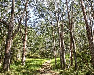 Trail leading through forest on a sunny day.
