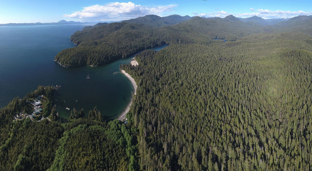 aerial view of a wooded coastline
