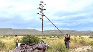 Two women and a man stand a desert grassland around a plant with a tall, thick center covered in seed pods. One woman uses a long pole to remove these seed pods and a brown tarp catches them.