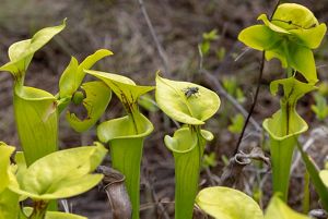 Yellow tall pitcher plant with a fly on top of one.