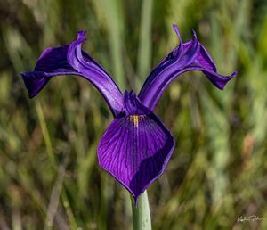 Close up of a purple wild orchid.