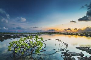 Mangrove in the Bahamas.