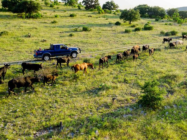 A truck drives on a road beside a field of cattle with green grass.