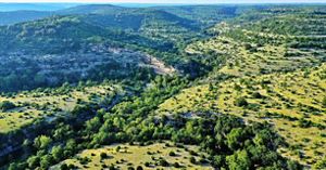 Rolling green hills dotted with trees.