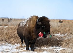 Bison on the Kankakee Sands prairie with a rose in its mouth—he's ready for the Rose Bowl!