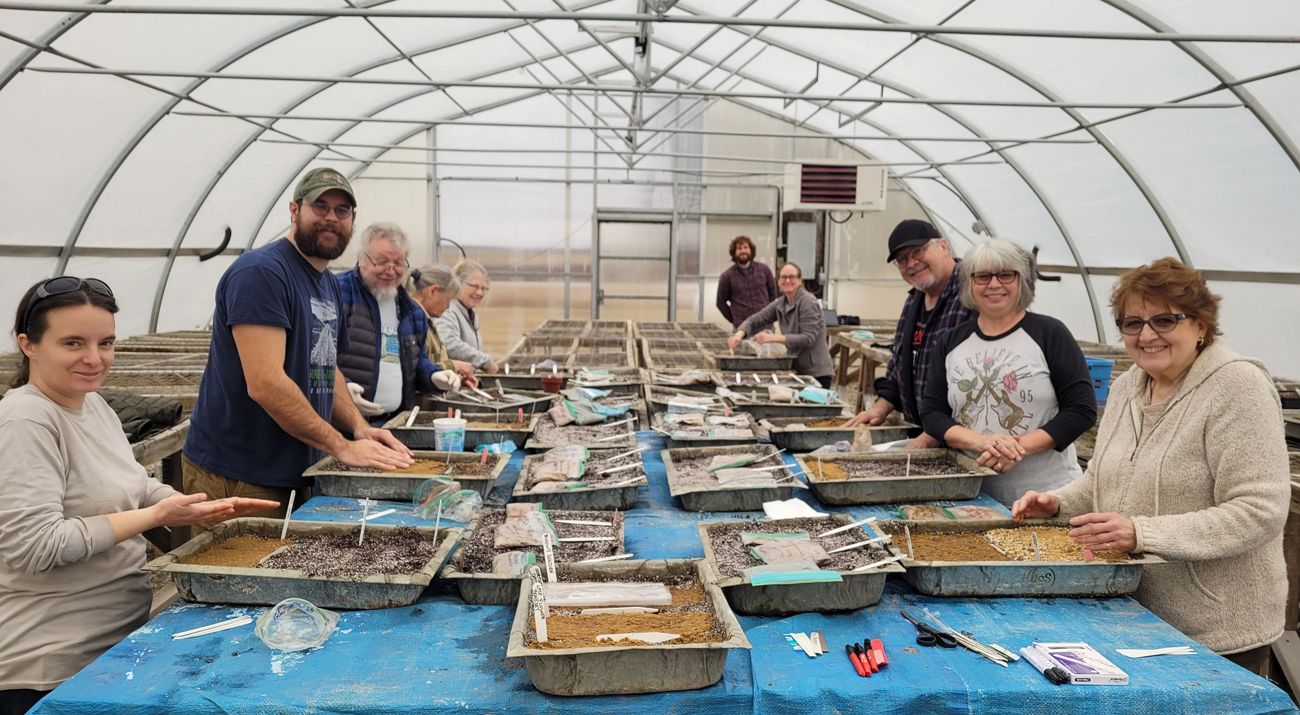 Group of volunteers stand on either side of a large table in a greenhouse, cleaning seeds.