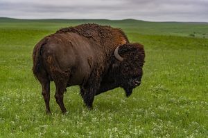 Lone bull bison standing in a field at Tallgrass Prairie National Preserve. 