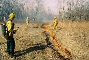 Burn crew ignite prescribed fire in field at Kitty Todd Nature Preserve.