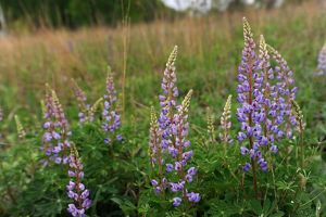 Wild blue lupine at Kitty Todd Nature Preserve..