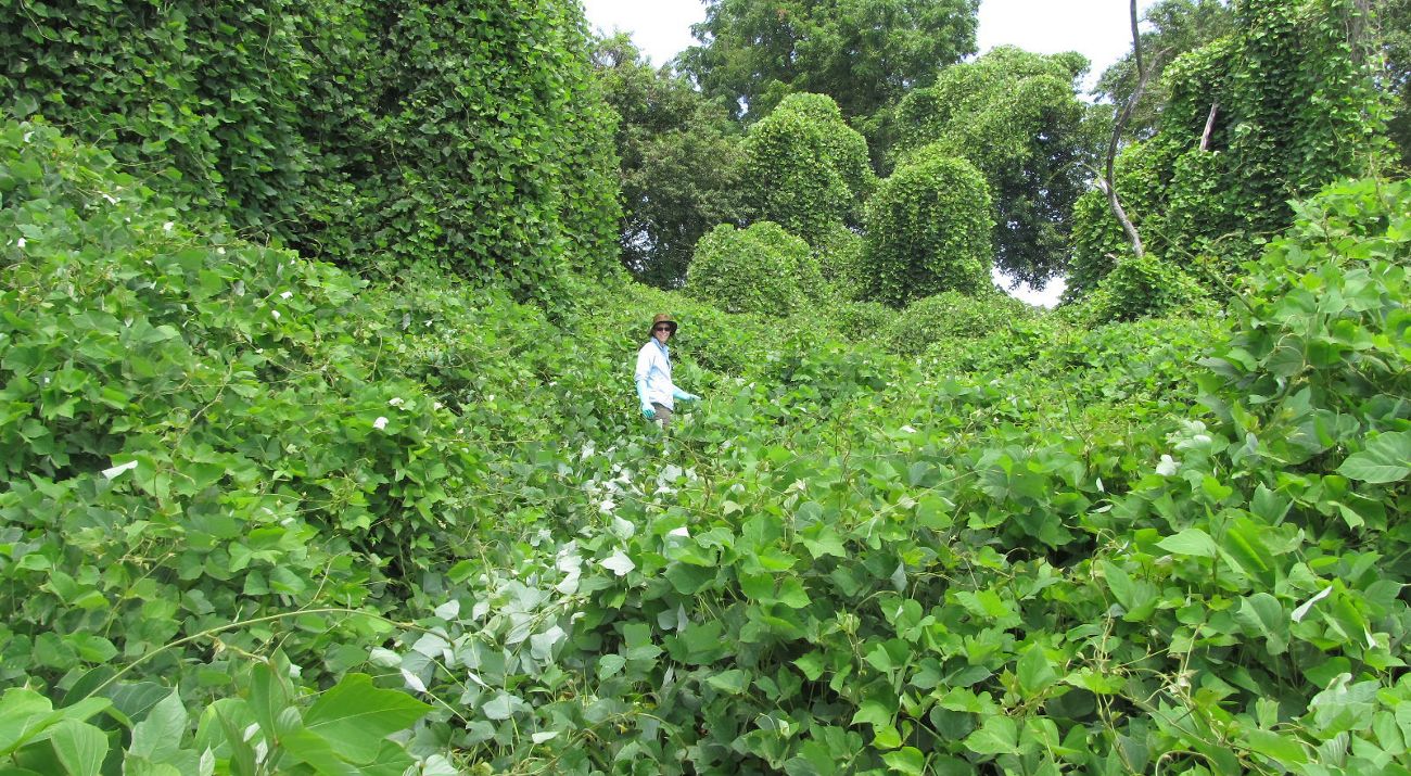 A person stands in the middle of a massive growth of tangled green kudzu vines that drape over the trees and ground all around them.