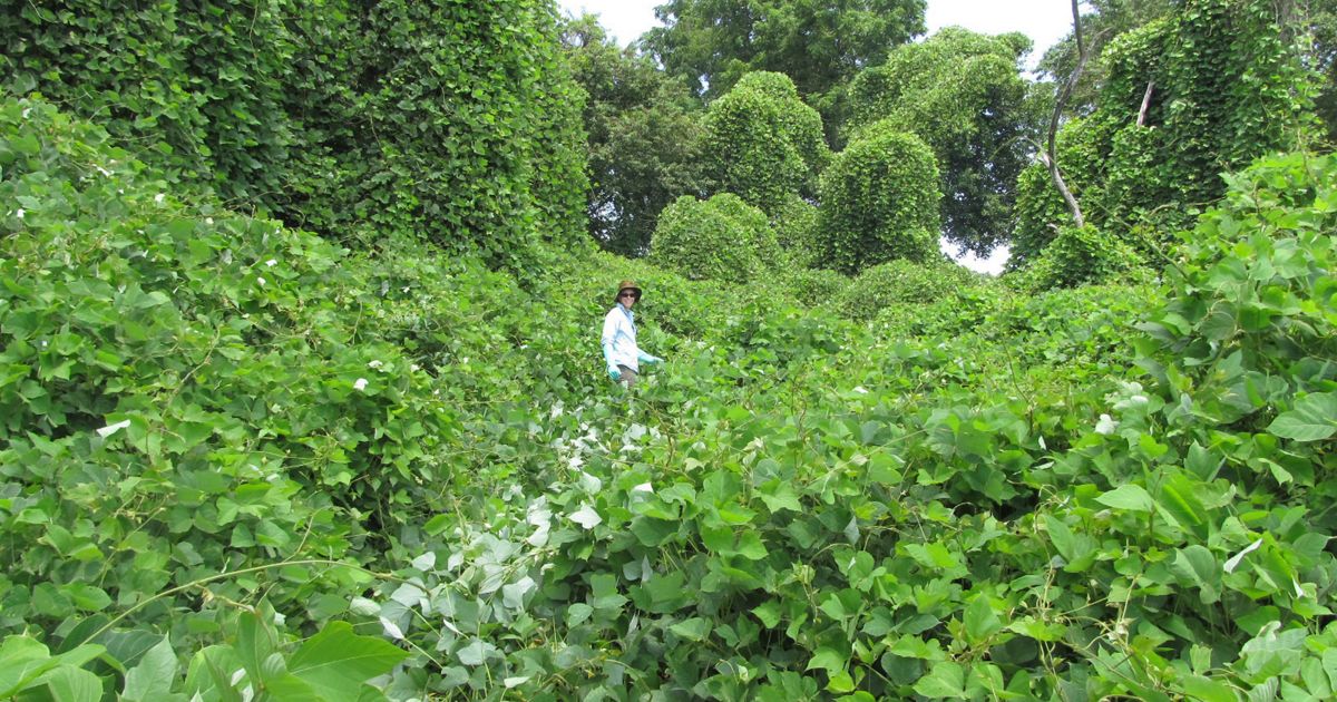 killing vines in shrubs
