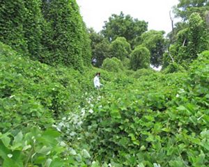 A person stands in the middle of a massive growth of tangled green kudzu vines that drape over the trees and ground all around them.