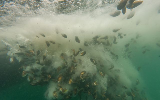 Underwater view of thousands of mussels being dumped into the ocean.