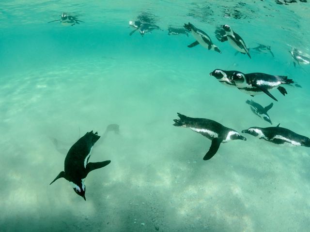 African penguns diving underwater, Boulders Beach, South Africa.