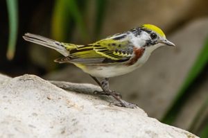 A chestnut sided warbler rests on a rock in Kentucky.
