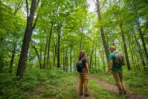 A view looking up into a forest. 