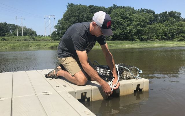 Kyle Hollasch ties his new oyster cage to the dock. His family will care for the oysters within it throughout the summer before placing them on a newly restored reef.
