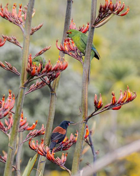 Two birds rest on branches of a colorful bush.