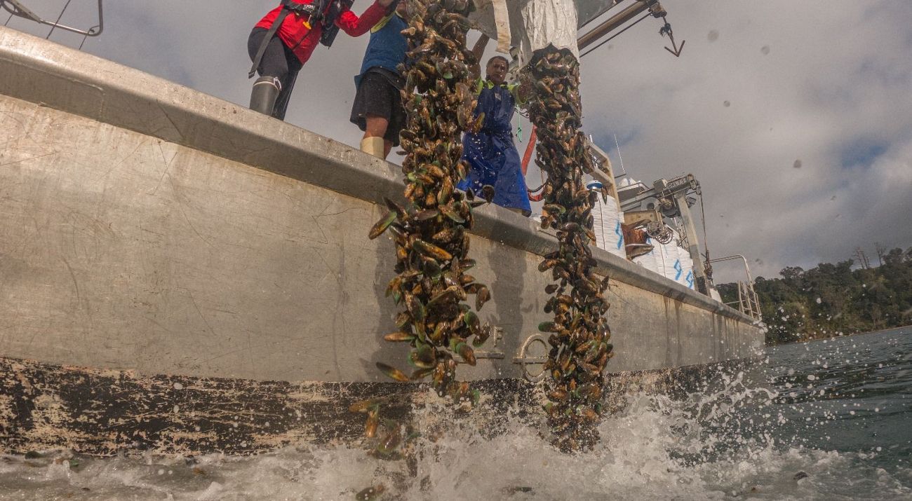 Thousands of mussels rush out of two large white chutes from a boat into the ocean while three people stand on deck and steady the chutes.