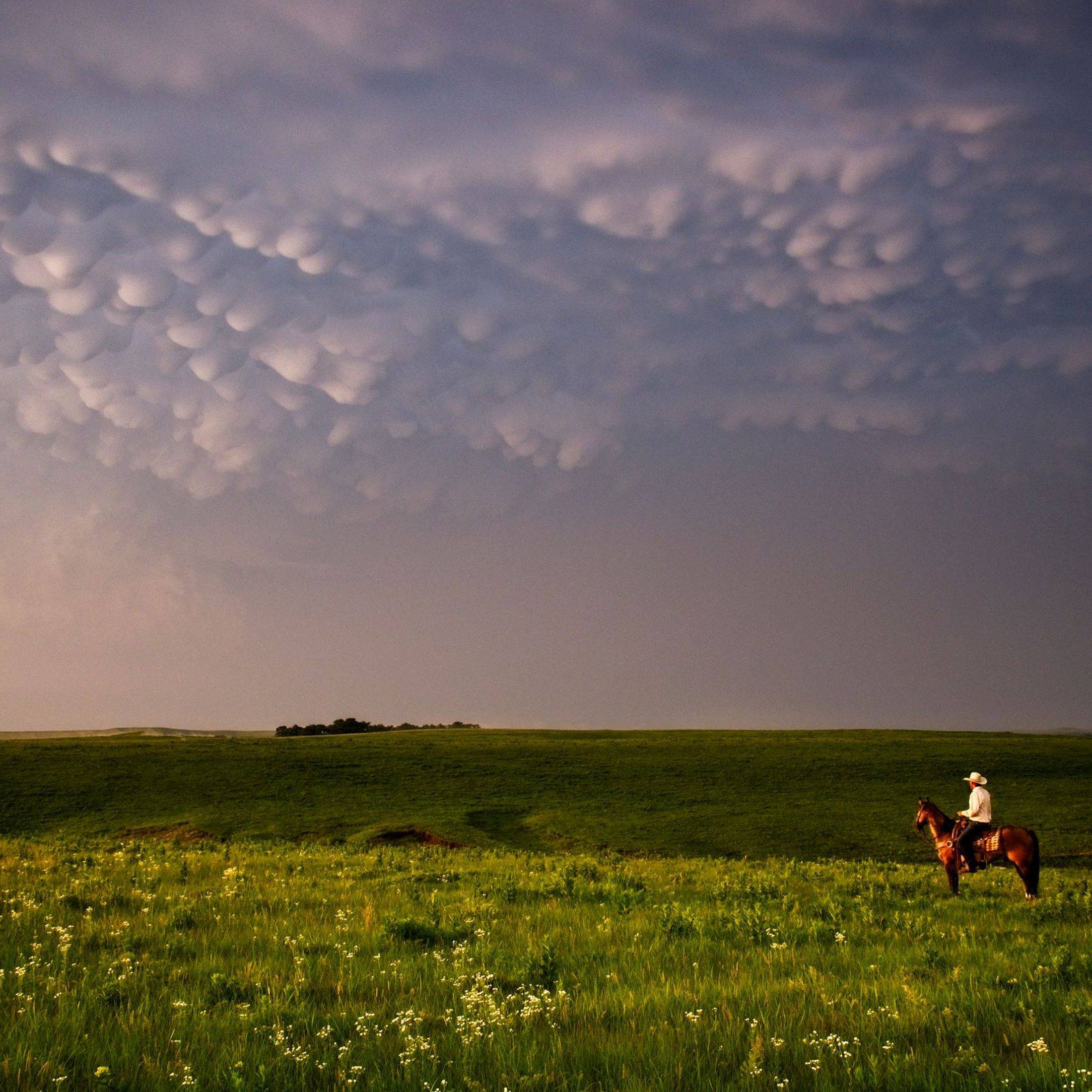 A person riding a horse in a field.