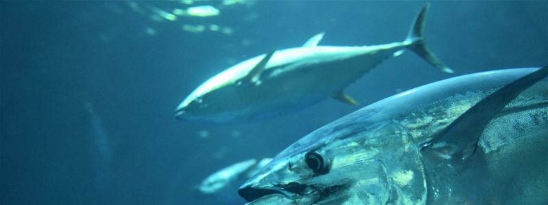 atun nadan.