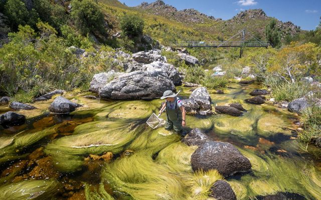 Scientist Kate Snaddon assesses the biodiversity impacts of the Greater Cape Town Water Fund's invasive plant removal efforts in the Theewaterskloof catchment area.