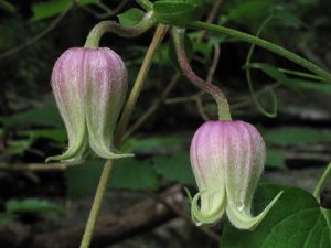  (Clematis morefieldii) at Keel Mountain Preserve in Alabama. 