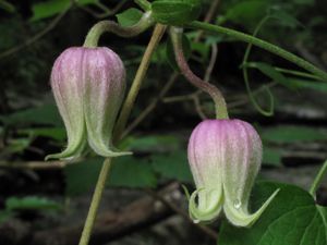 (Clematis morefieldii) at Keel Mountain Preserve in Alabama. 