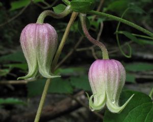 (Clematis morefieldii) at Keel Mountain Preserve in Alabama.