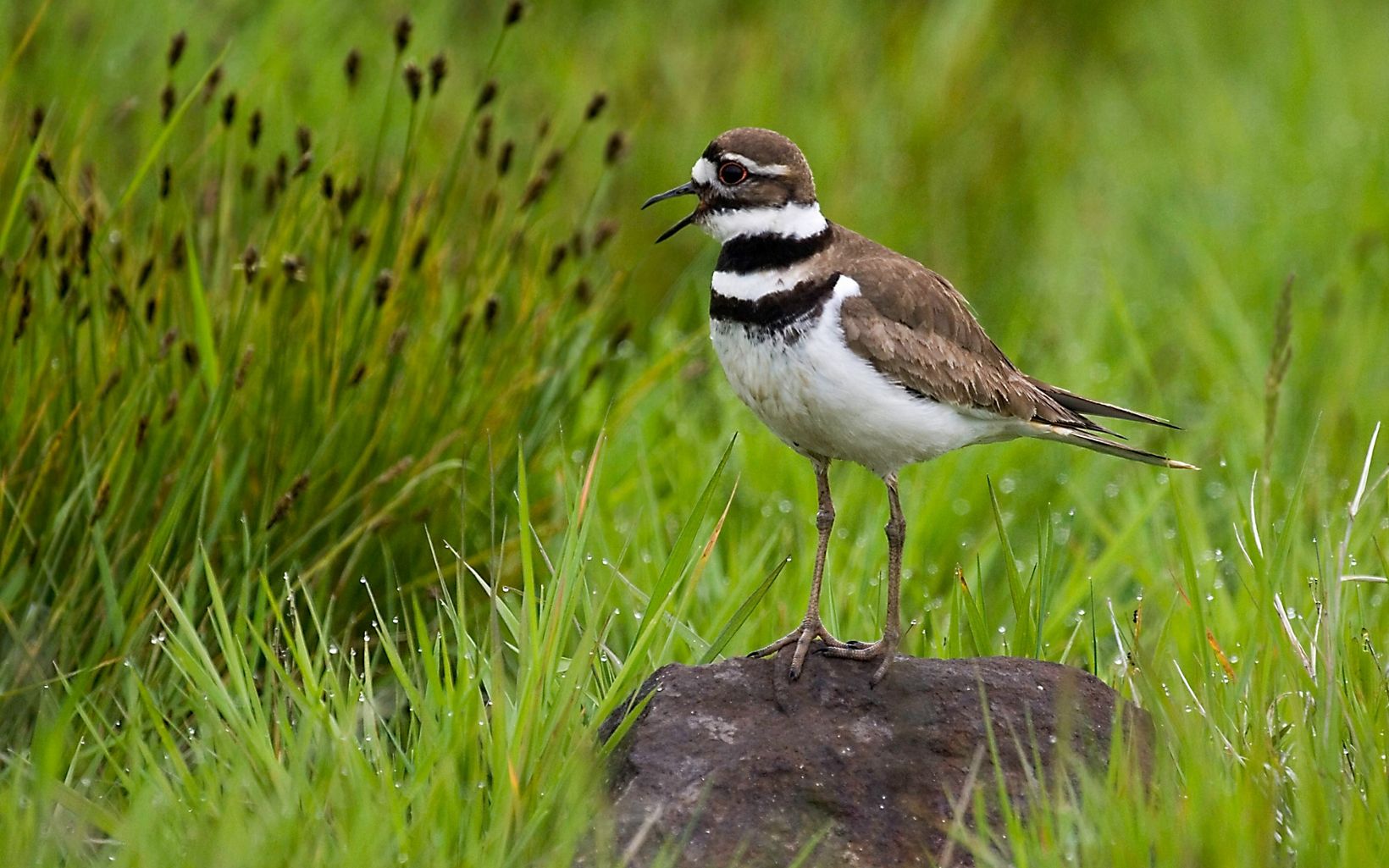 Brown and white bird with two black stripes at neck and chest stands on a small rock in a field of grass.