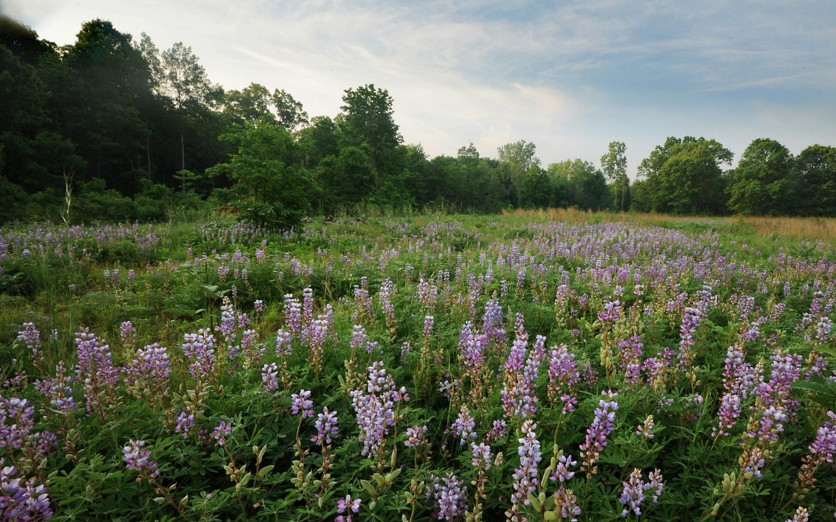 An open field covered with green foliage and purple spikes of flowers.
