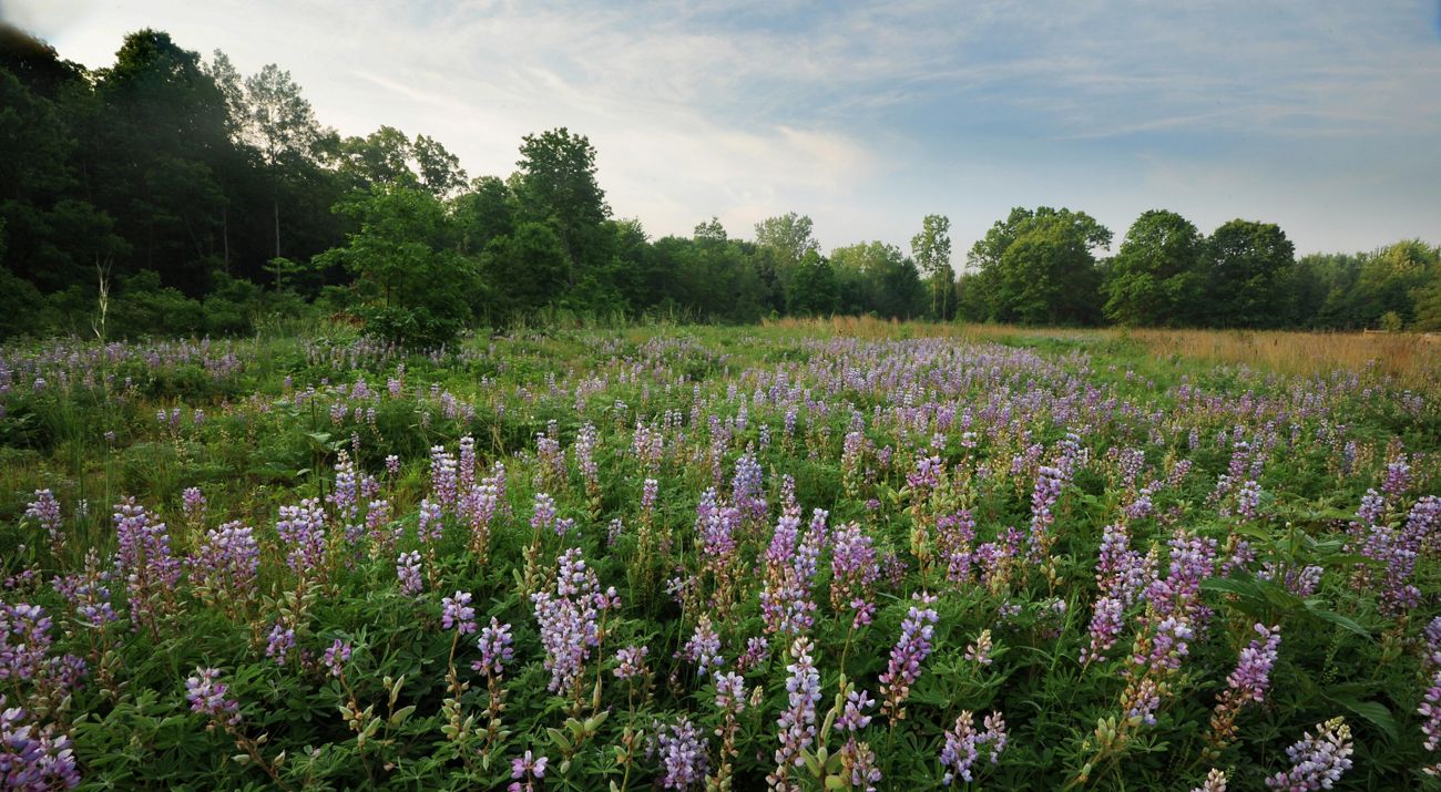 A wide field full of purple wildflowers is bordered by dense forest.