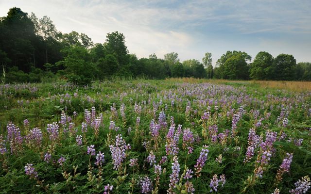 A field of wild blue lupine in bloom at Kitty Todd Preserve in Ohio.