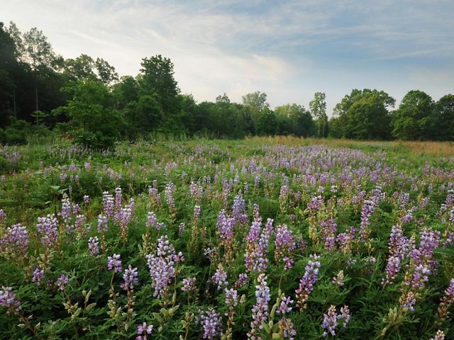 A field of wild blue lupine in bloom at Kitty Todd Preserve in Ohio.