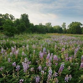 A field of purple lupine stretches to a border of trees in the background.