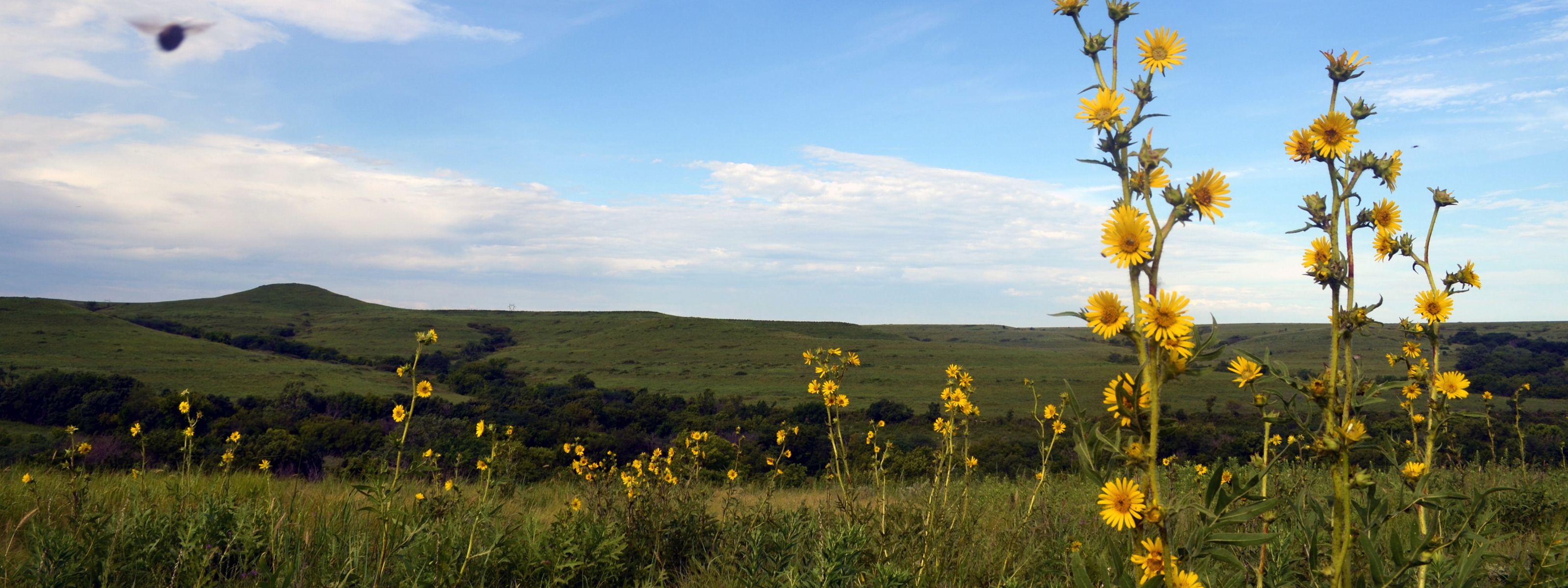 Wildflower bloom over tallgrass prairie as far as the eye can see at Konza Prairie Biological Station.
