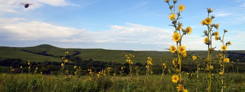 Sunflowers with rolling green landscape in background.