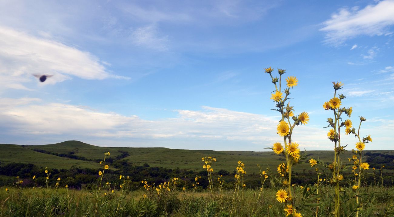yellow wildflowers climb toward the sky. Green rolling hills can be seen in the background.