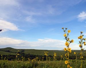 Yellow flowers climb toward the sky. Green rolling hills can be seen in the background.